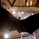 You never said thank you for The Nerd’s Watch, and you’ll never have to. Batman Begins is coming to Netflix.